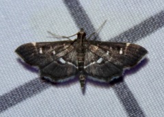 Diathrausta reconditalis