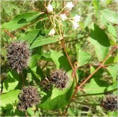 Apocynum androsaemifolium