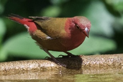 Lagonosticta senegala rendalli