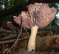 Laccaria ochropurpurea