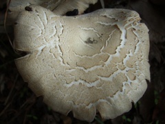 Laccaria ochropurpurea