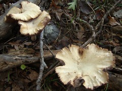 Laccaria ochropurpurea