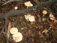 Laccaria ochropurpurea