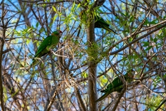 Psittacara mitratus