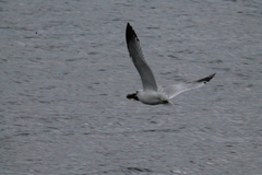 Larus delawarensis