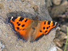 Nymphalis xanthomelas