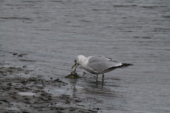 Larus delawarensis