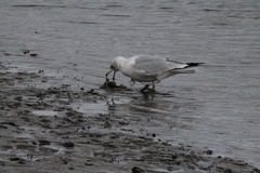 Larus delawarensis