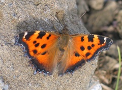 Nymphalis xanthomelas