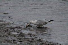 Larus delawarensis