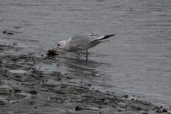 Larus delawarensis