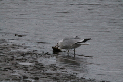 Larus delawarensis