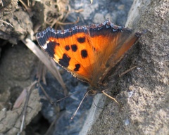 Nymphalis xanthomelas