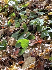 Asarum