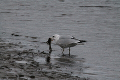 Larus delawarensis