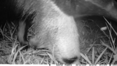 Myrmecophaga tridactyla