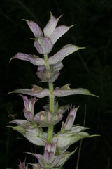 Salvia sclarea