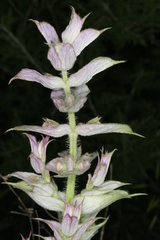 Salvia sclarea