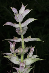 Salvia sclarea