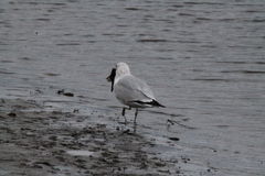Larus delawarensis