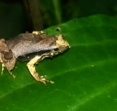 Physalaemus signifer