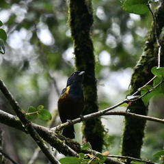 Euphonia pectoralis