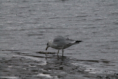 Larus delawarensis
