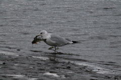 Larus delawarensis