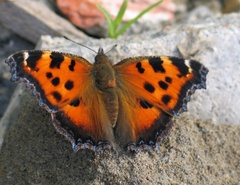 Nymphalis xanthomelas