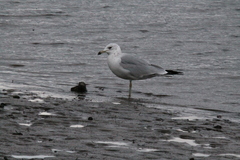 Larus delawarensis