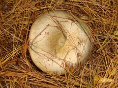 Lactarius chelidonium