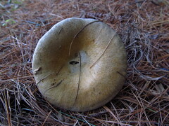 Lactarius chelidonium