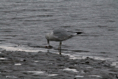 Larus delawarensis