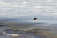 Recurvirostra andina