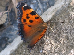 Nymphalis xanthomelas