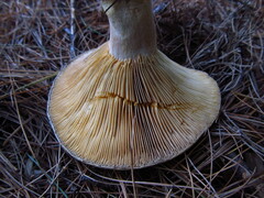 Lactarius chelidonium
