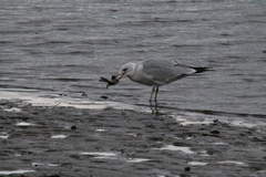 Larus delawarensis