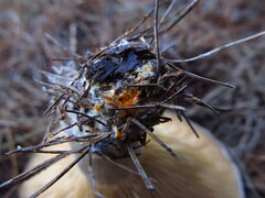 Lactarius chelidonium