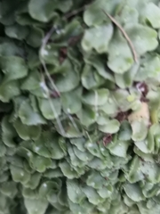 Lunularia cruciata