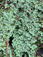 Heterodermia albicans