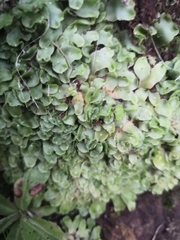 Lunularia cruciata
