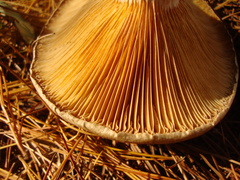 Lactarius chelidonium