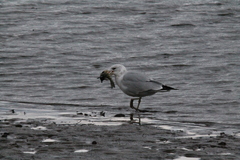 Larus delawarensis