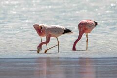 Phoenicoparrus andinus