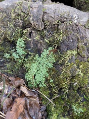 Heterodermia albicans