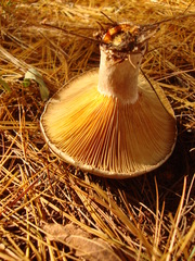 Lactarius chelidonium