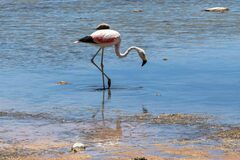 Phoenicoparrus andinus