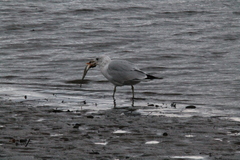 Larus delawarensis