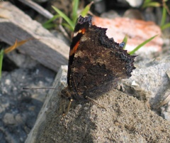 Nymphalis xanthomelas