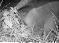 Myrmecophaga tridactyla